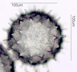 Hibiscus Pollen