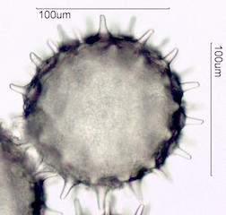 Hibiscus Pollen