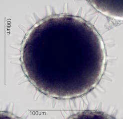 Hibiscus Pollen