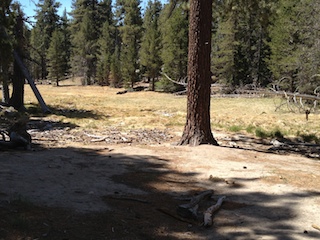 California Forest