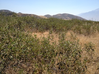 California Steppe
