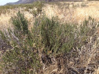 California Steppe