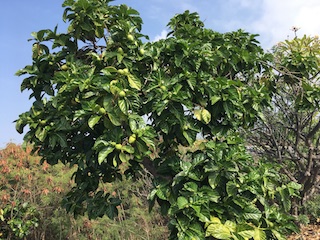 Noni