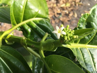 Noni