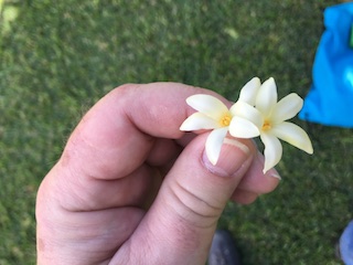 Coffee Flowers