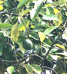 Avocado