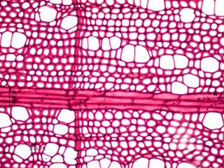 Ilex opaca, Cross-Section