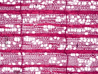 Ilex opaca, Cross-Section