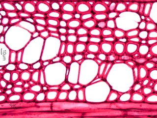 Ilex opaca, Cross-Section