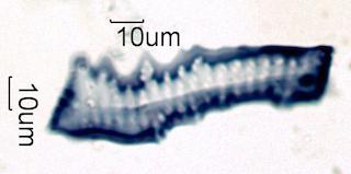 Ilex opaca Fiber