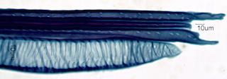 Ilex opaca Fiber