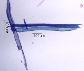 Ilex opaca Fiber