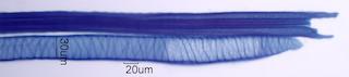 Ilex opaca Fiber
