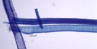 Ilex opaca Fiber