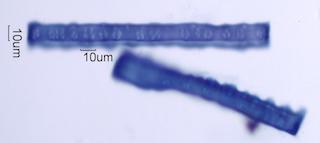 Ilex opaca Fiber