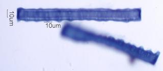 Ilex opaca Fiber