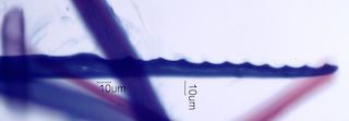 Ilex opaca Fiber