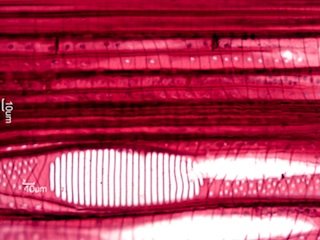 Ilex opaca, Radial-Section