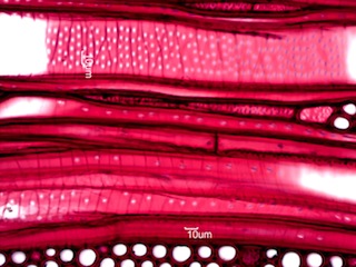 Ilex opaca, Tangential-Section