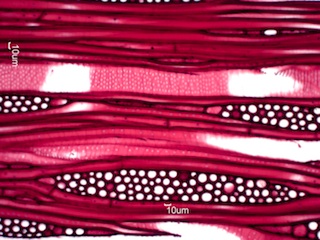 Ilex opaca, Tangential-Section