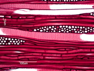 Ilex opaca, Tangential-Section