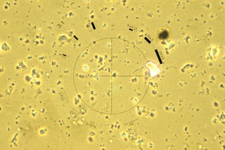 Field 2 with Proper Phase Alignment