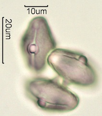 Indian Celery Pollen Under the Microscope
