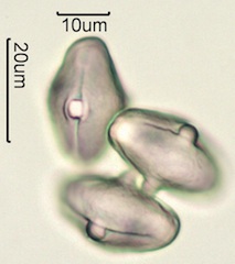 Indian Celery Pollen Under the Microscope
