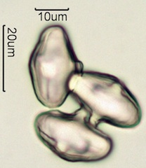 Indian Celery Pollen Under the Microscope