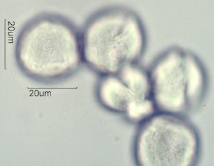 Indian Paintbrush (Castilleja miniata) Pollen