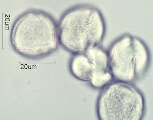 Indian Paintbrush (Castilleja miniata) Pollen