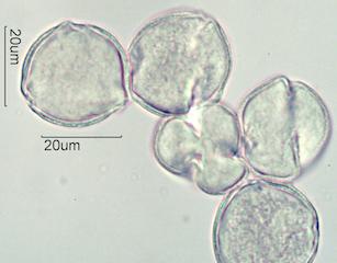 Indian Paintbrush (Castilleja miniata) Pollen