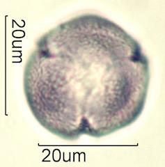 Indian Paintbrush (Castilleja miniata) Pollen