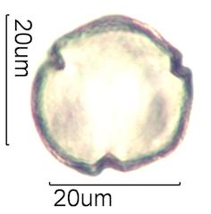 Indian Paintbrush (Castilleja miniata) Pollen
