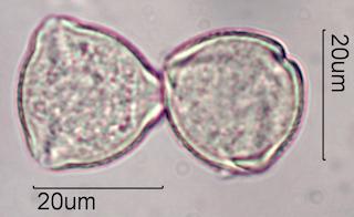 Indian Plum Pollen Under the Microscope