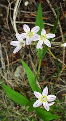 Spring Beauty