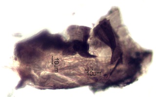 Insect Larval Cast
