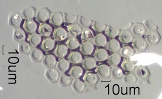 Fragment of Insect Eye