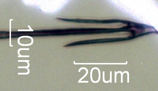 Insect Hair