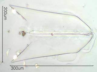 Insect Scale