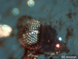 Insect Eye