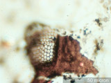 Insect Eye