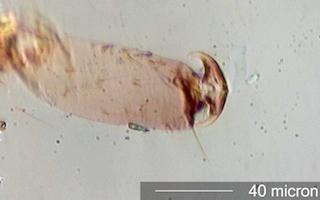 Insect Foot