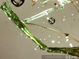 Insect Body Fragment