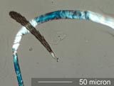 Insect Hair