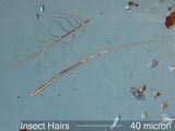 Insect Hair