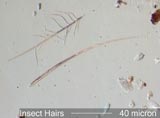 Insect Hair