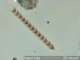Insect Hair