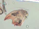 Insect Mandible