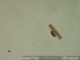 Insect Wing Fragment